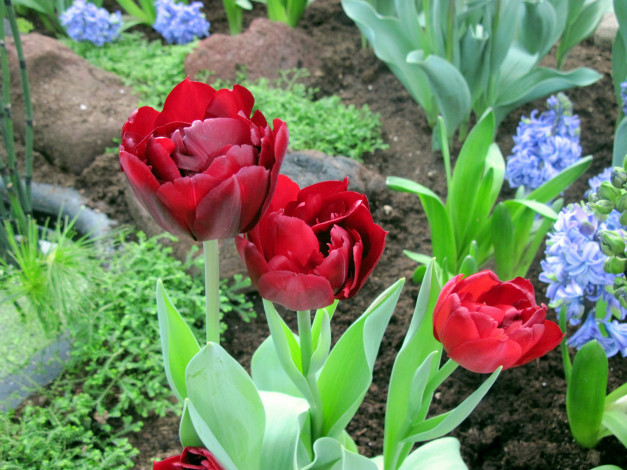 Обои картинки фото цветы, тюльпаны, алый