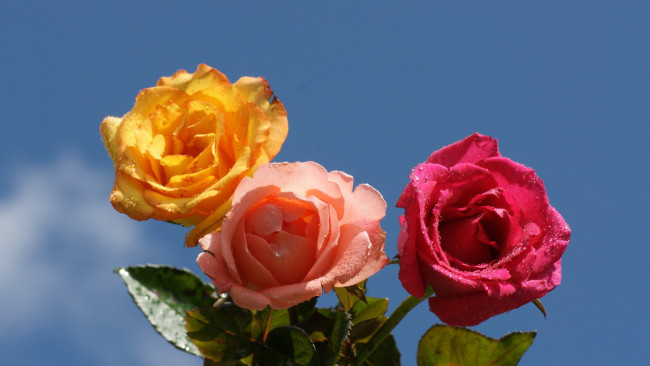 Обои картинки фото цветы, розы, небо, розовые, желтая
