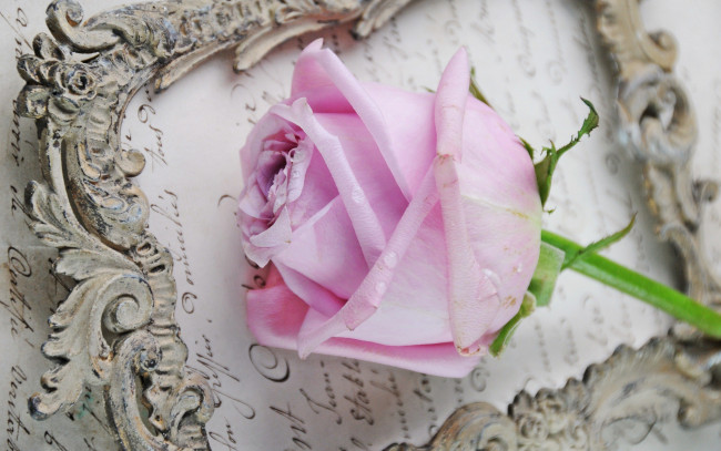 Обои картинки фото цветы, розы, рамка, письмо