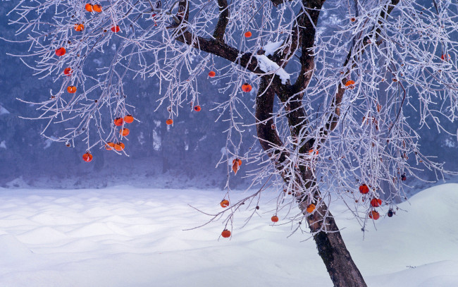 Обои картинки фото природа, зима, снег, фукусима, дерево, Япония, хурма, плоды