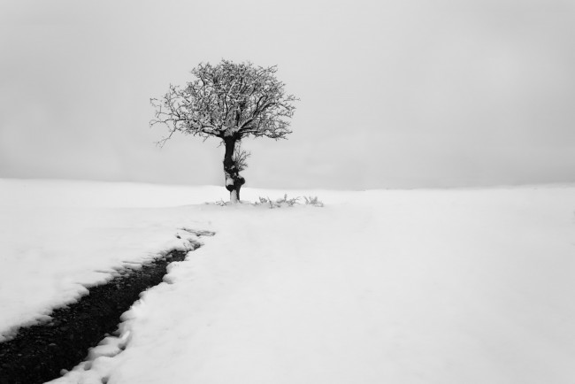 Обои картинки фото природа, зима, деревья, снег