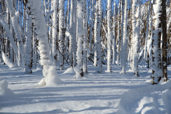 Картинка природа зима лес деревья снег сугробы