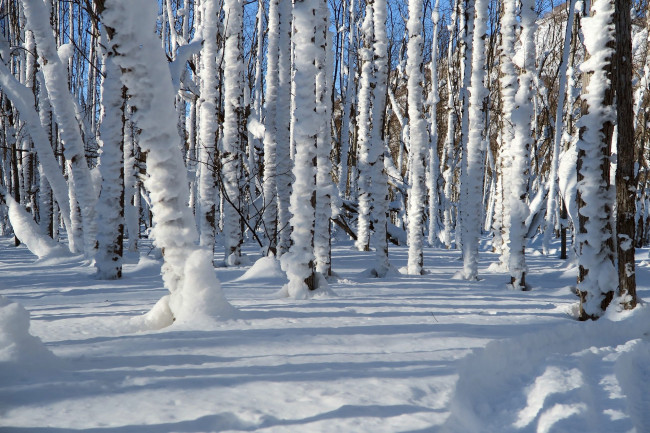 Обои картинки фото природа, зима, лес, деревья, снег, сугробы