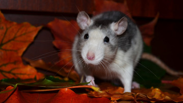 Картинка животные крысы +мыши грызун