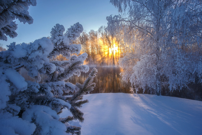 Обои картинки фото природа, зима, солнце, ель, россия, снег