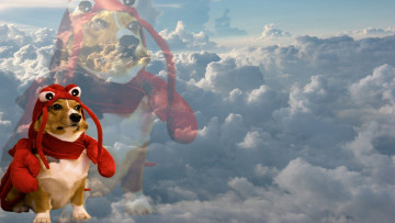 Картинка юмор+и+приколы собака костюм облака