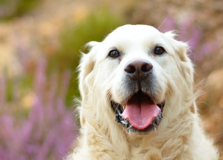 Картинка животные собаки собака белый пес язык