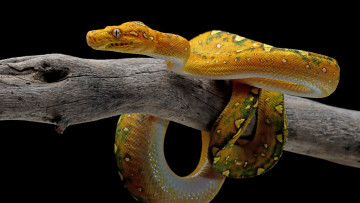 Картинка животные змеи +питоны +кобры змея ветка питон желтая