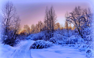 обоя природа, зима, снег, деревья, кусты, следы