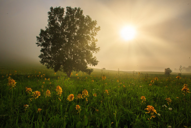 Обои картинки фото природа, луга, поле, солнце, цветы, туман, дерево, луг