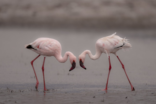 Обои картинки фото животные, фламинго, птицы, розовый, пара, вода