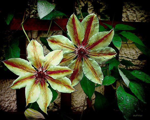 Обои картинки фото цветы, клематис, ломонос