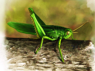Картинка цикада огуречик рисованные животные насекомые