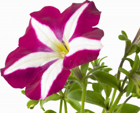 Картинка цветы петунии калибрахоа бело-розовый