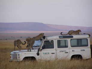 Картинка животные гепарды джип автомобиль