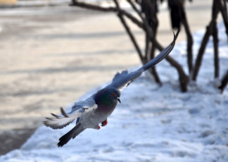 Картинка животные голуби крылья полёт птица голубь