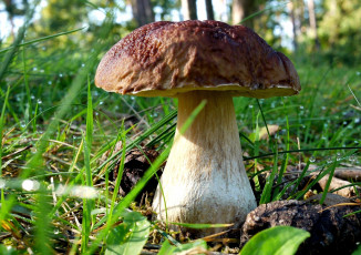 Картинка природа грибы боровик белый гриб