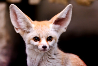 Картинка животные лисы фенек уши
