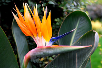 Картинка цветы стрелиция райская птица экзотика