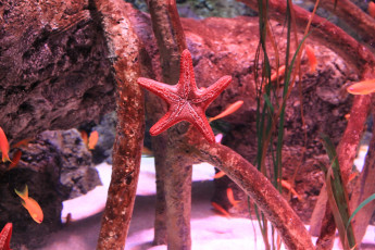 Картинка животные морские звёзды рыбки звезда