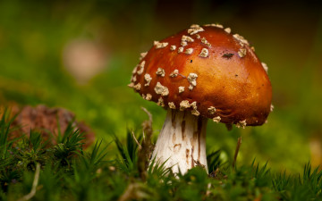 Картинка природа грибы мухомор гриб мох