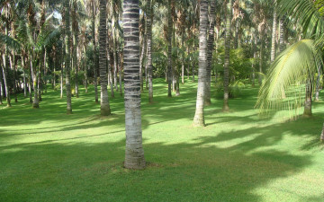 Картинка природа тропики пальмы канары