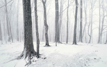 Картинка природа зима снег деревья