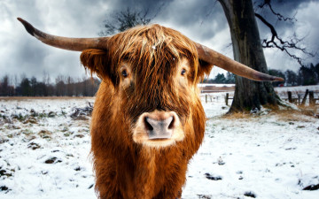 Картинка животные коровы буйволы снег зима бычок рога