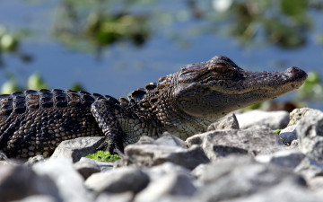 Картинка животные крокодилы крокодил камни рептилия