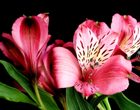 Обои картинки фото цветы, альстромерия, перуанская, лилия, лепестки, пестрый