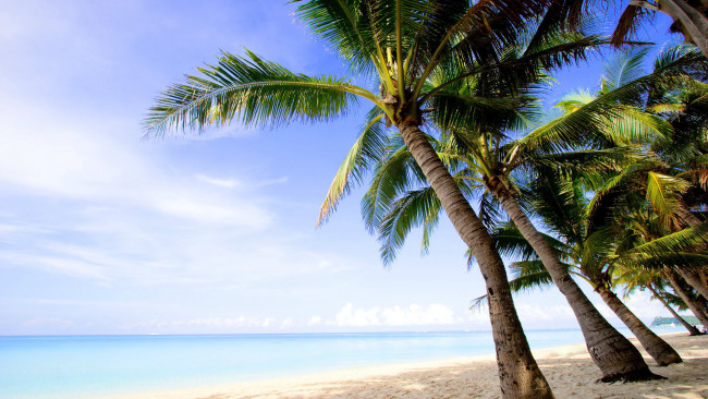 Обои картинки фото природа, тропики, берег, пальмы, море