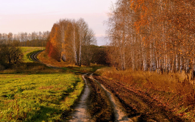 Обои картинки фото природа, дороги, осень, поле, дорога, берёзы