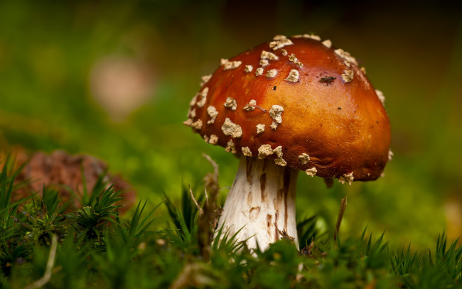 Обои картинки фото природа, грибы, мухомор, гриб, мох