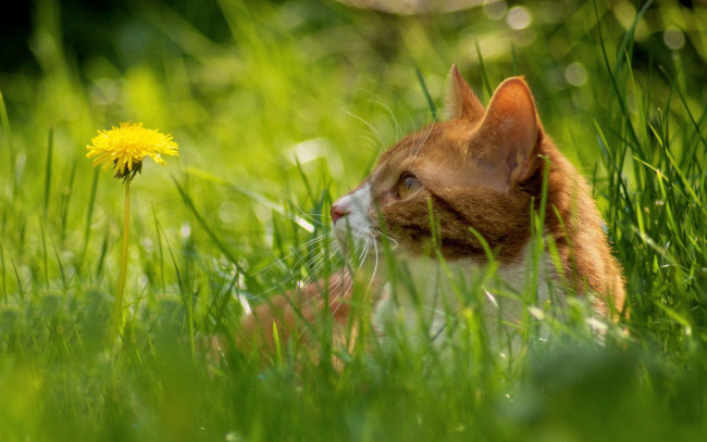 Обои картинки фото животные, коты, трава, зелень, цветок, одуванчик