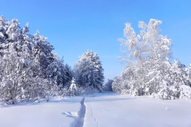Обои картинки фото природа, зима, мороз, стужа, снег, деревья, колея