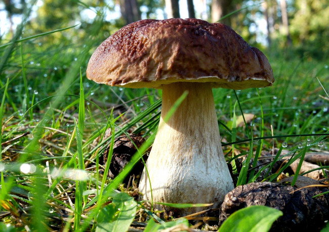 Обои картинки фото природа, грибы, боровик, белый, гриб