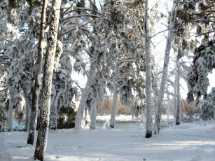Картинка природа зима снег лес мороз