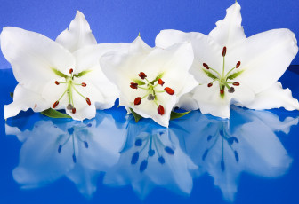 Картинка цветы лилии лилейники отражение белый