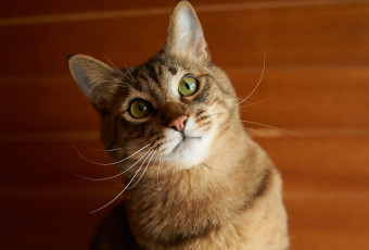 Картинка животные коты морда рыжий кошак