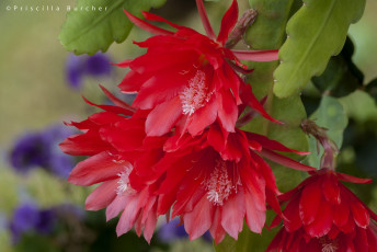 Картинка цветы кактусы красный макро
