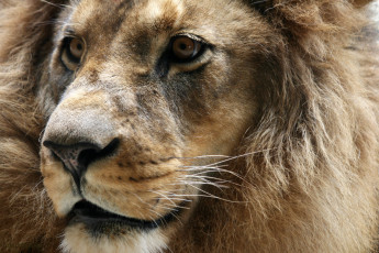 Картинка животные львы портрет