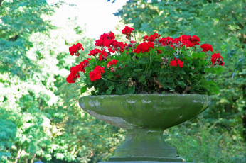 Картинка цветы герань красный пеларгония ваза