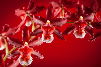 обоя цветы, орхидеи, красный, ветка