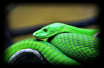 Картинка животные змеи питоны кобры зеленая голова