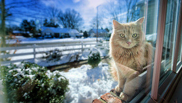 Картинка животные коты окно