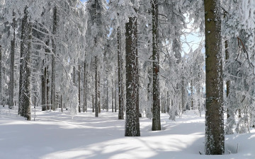 Картинка природа зима лес