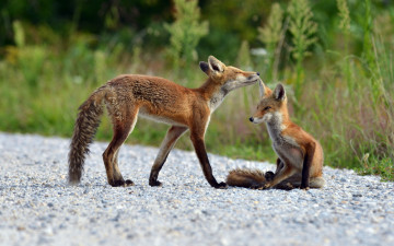 Картинка животные лисы природа лето