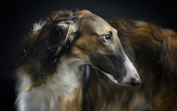 Картинка животные собаки borzoi beauty