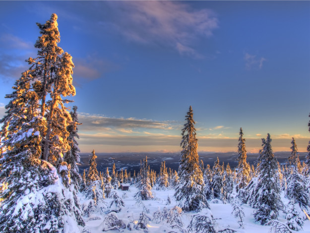 Обои картинки фото norway, природа, зима, снег, ели, норвегия