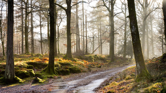 Обои картинки фото природа, дороги, дорога, туман, лес, утро